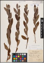 Foto von Salix cinerea L.